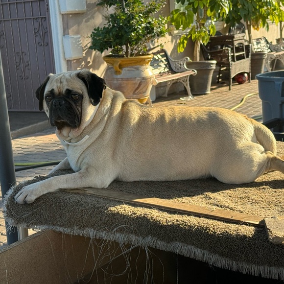 Meet your Posher, Fatima & My baby pugs - Picture 4 of 10